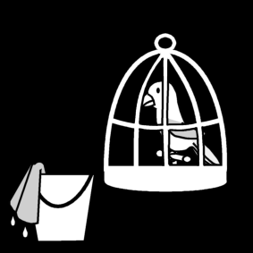 parrot clean cage